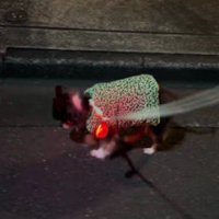 小さな歩幅で懸命に前進