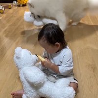 仕留めにかかるこはくちゃん