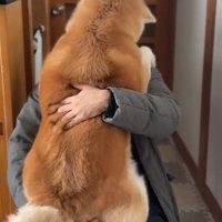 抱っこをせがむおはるちゃん