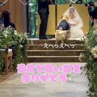 花嫁に撫でられる犬