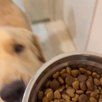 ご飯を見つめる大型犬