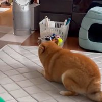 柴犬