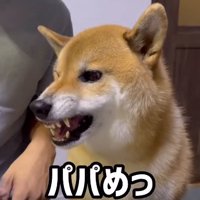 ムキ顔を見せる柴犬