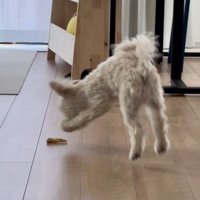 おやつを前に縦ジャンプ♪