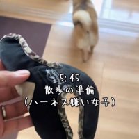 散歩の準備を察知して逃げる犬