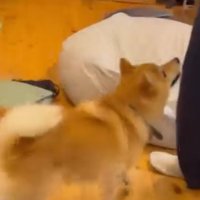 お母さんを見る犬2