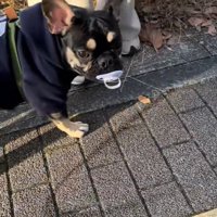 おしゃぶりを拾ったととまる君3