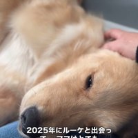 横に寝転がる大型犬