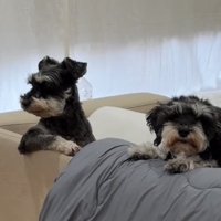 ソファに前足をかける犬と顔を乗せる犬