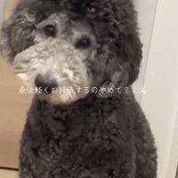 頭を下げる犬