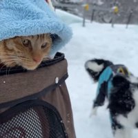 よもぎちゃん＆だいず君の雪への反応6