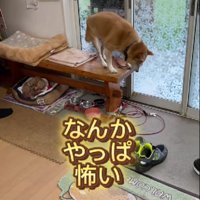 「まだ音が聞こえる…」