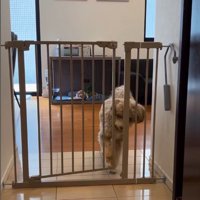 ゲートを開けるマフィンくん