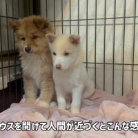 姉妹で保護された雪子ちゃん