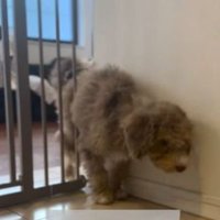 ゲートをすり抜けるマフィンくん3