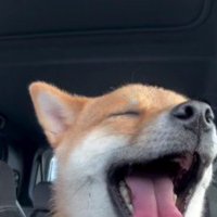 ドライブの真っ只中に大あくび