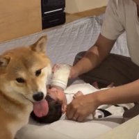 赤ちゃんの横で舌を出す犬