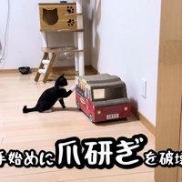 バーニーちゃんを真似て…