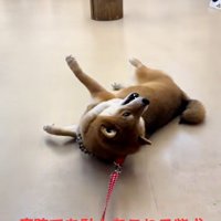 動物病院の茶々麻呂之介くん