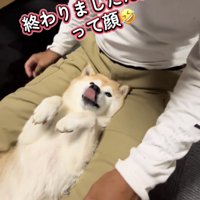 舌を出す犬