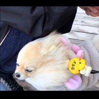 アップの犬2