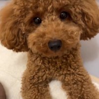 見つめる犬1