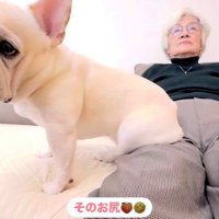 エルモくんとおばあちゃんの日常3