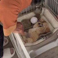大反対した母がメロメロに♡