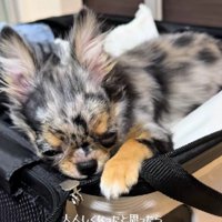 いたずらも大好き
