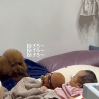 赤ちゃんを見つめる犬