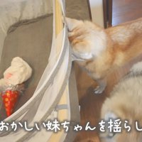 ベッドを揺らすにこちゃん