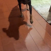 前足を伸ばして数秒止まる犬