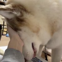 甘えるシャンテちゃん
