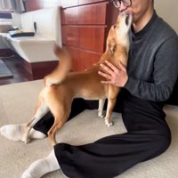 尻尾を振るごぅちゃん