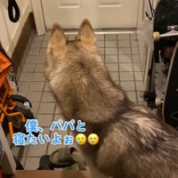 玄関をふり返る犬