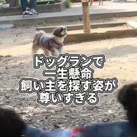 探し回る犬