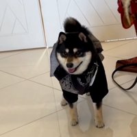 動かないラックくん