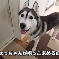 「抱っこして♡」