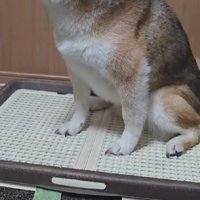 誰かがやってきたよ