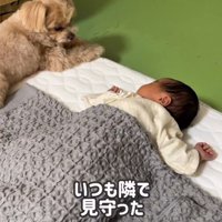 寝ている赤ちゃんと犬