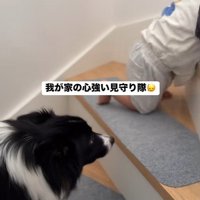 赤ちゃんを見守るヒマちゃん4