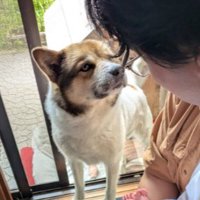 泣き声