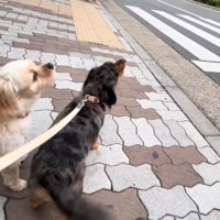 お散歩中に一緒に遠吠え