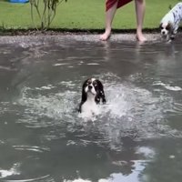 泳ぎ始める犬と見守る犬