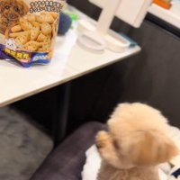 くまちゃんに「おやつほしいの？」と聞いたら3