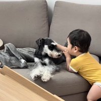 シュナウザーの耳を触る赤ちゃん