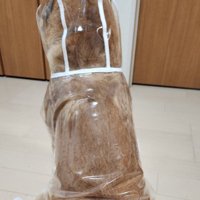 アイドル化した茶々丸くん