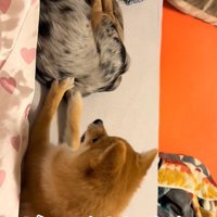 諦めずにお尻をペチペチ…