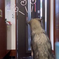 耳が倒れるシンバくん