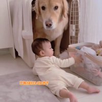 困ったような顔の犬1